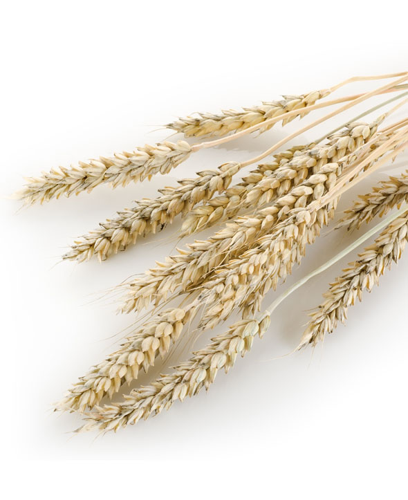 Positionnement Google d’un site web agriculture