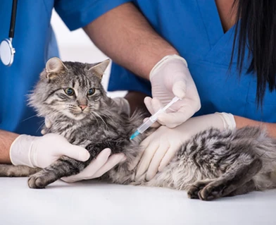 Conception de site web pour votre domaine animaux