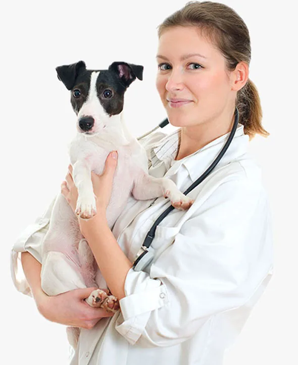 Avantages d’un site web pour votre domaine animaux