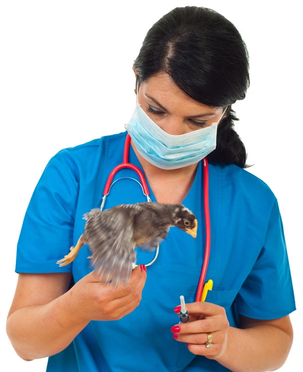Positionnement Google d’un site web animaux