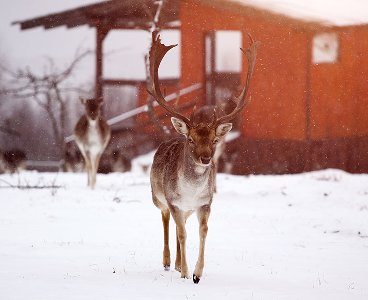 Site web pour entreprise de votre domaine chasse
